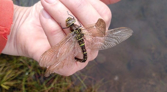 close up of a large dragonfly on a hand.  Brown body with yellow highlights and 4 wide, delicate wings.  Female Southern Hawker.
