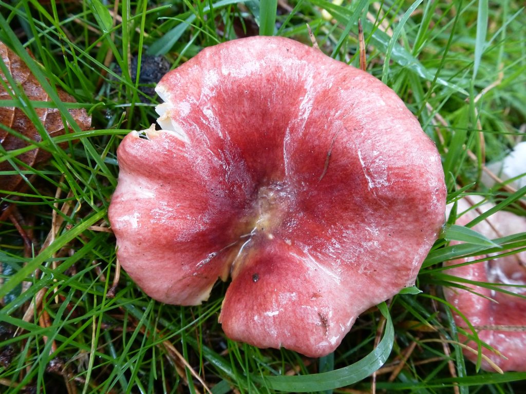 Dusky red fungi close up with dip in centre sat in grass