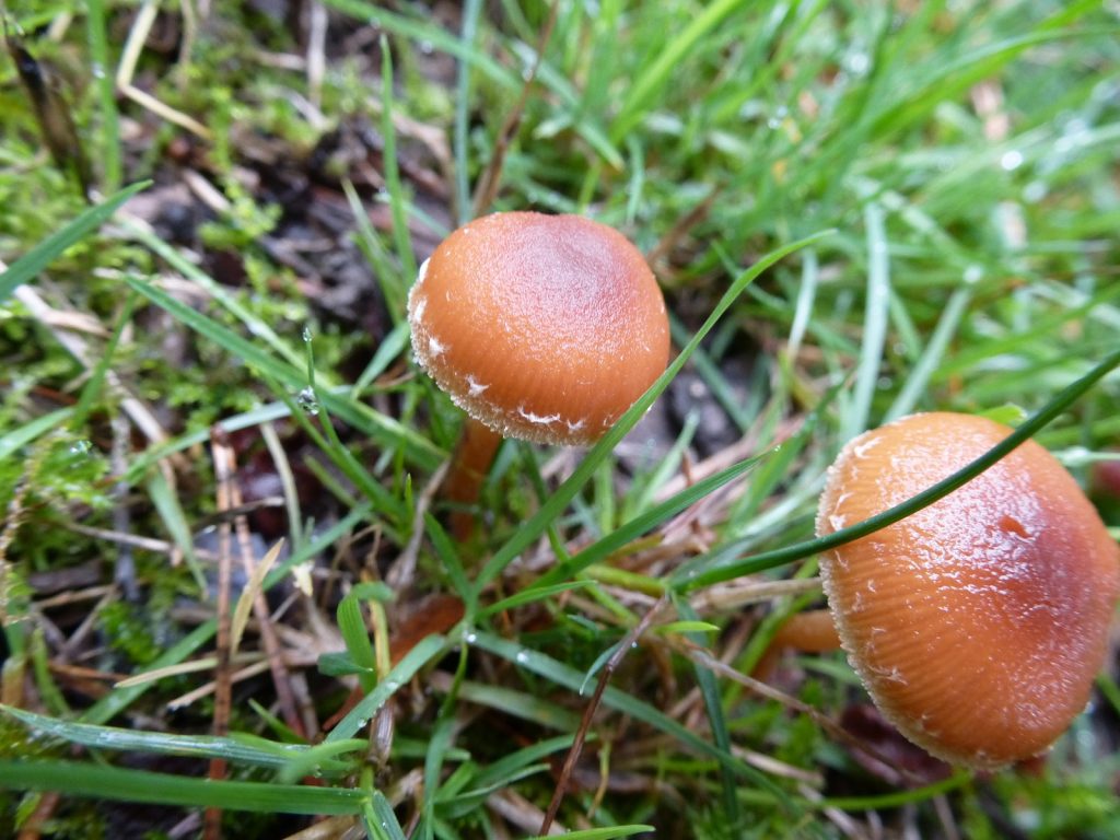 Close up of two felted twiglet mushrooms.  Rounded brown domes on a narrow stalk