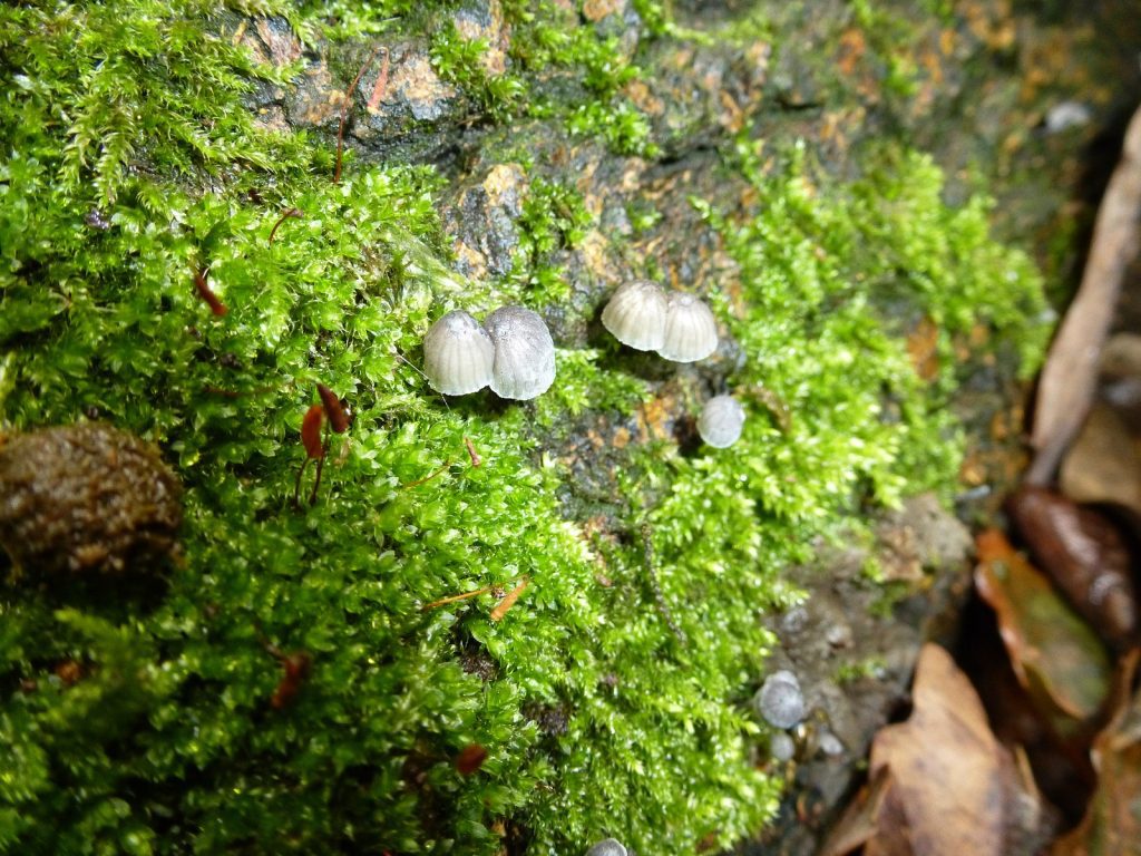 Mossy ground with tiny grey fungi in a cluster