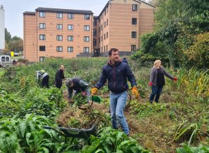 group of people weeding and clearing a meadow area infront of a pink high rise building