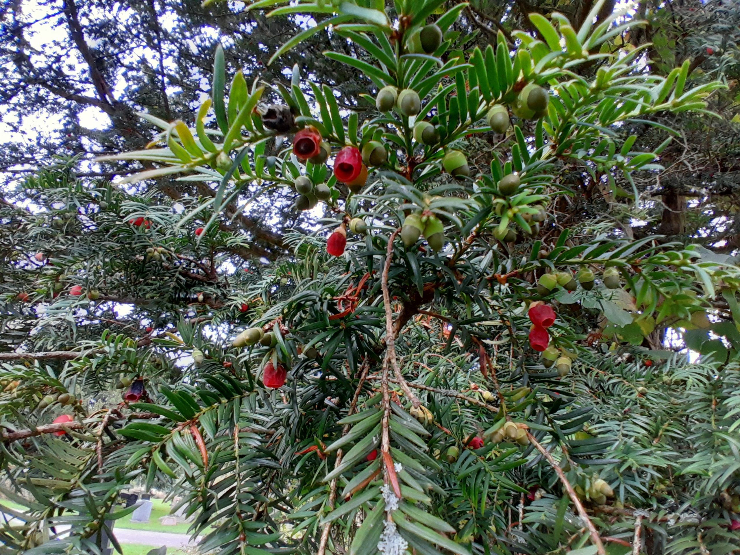 WFV, Ilkley Cemetery Tree Trail, 14.10.25