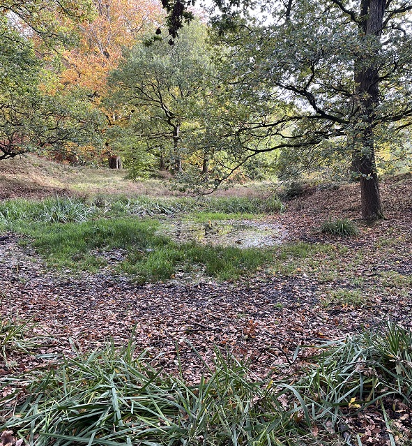 very small pond in woodland covered in leaves and vegetation