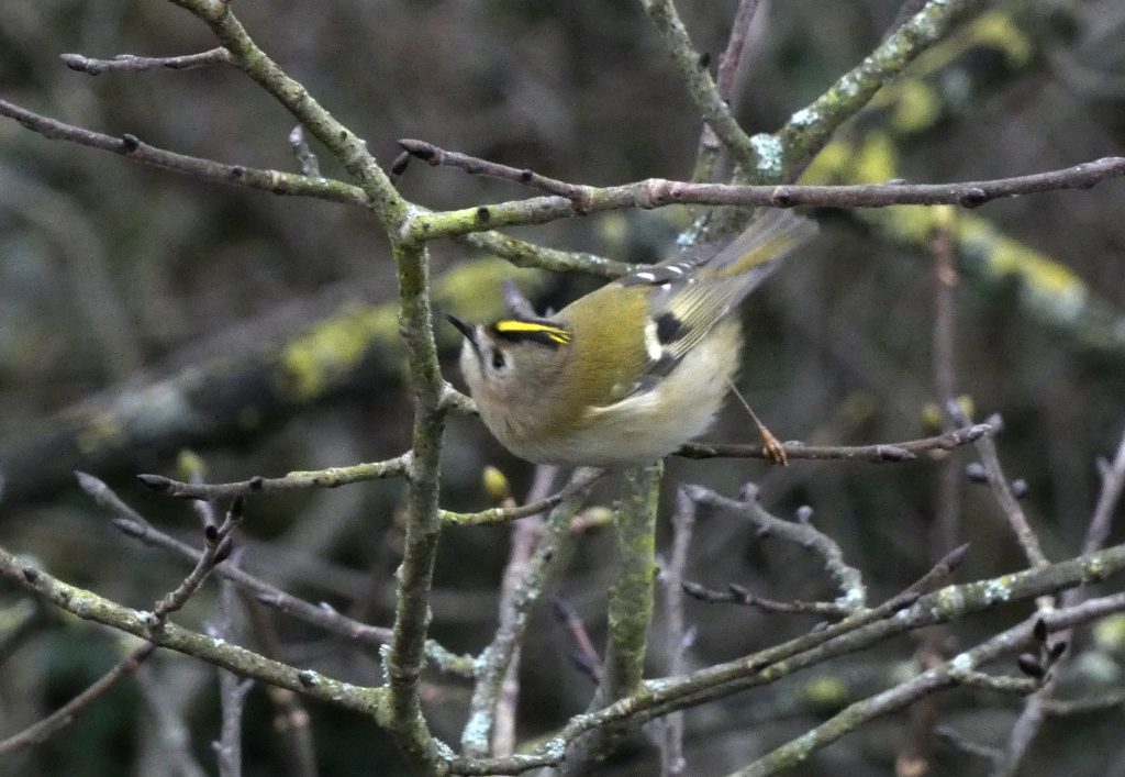 close up image of small grey bird in a winter tree with a bright crest on head