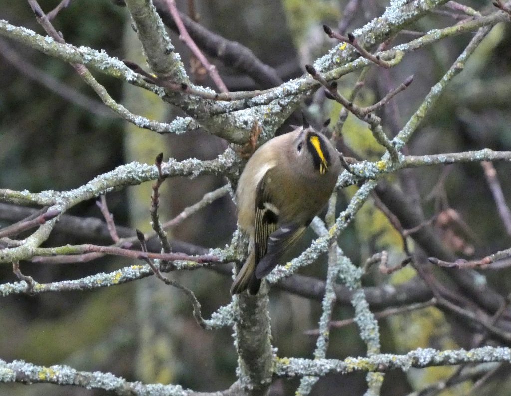 close up image of small grey bird in a winter tree with a bright crest on head