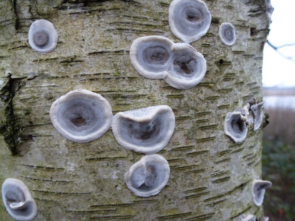 close up of circular fungi on tree bark.  Pale grey in colour with a dark grey centre