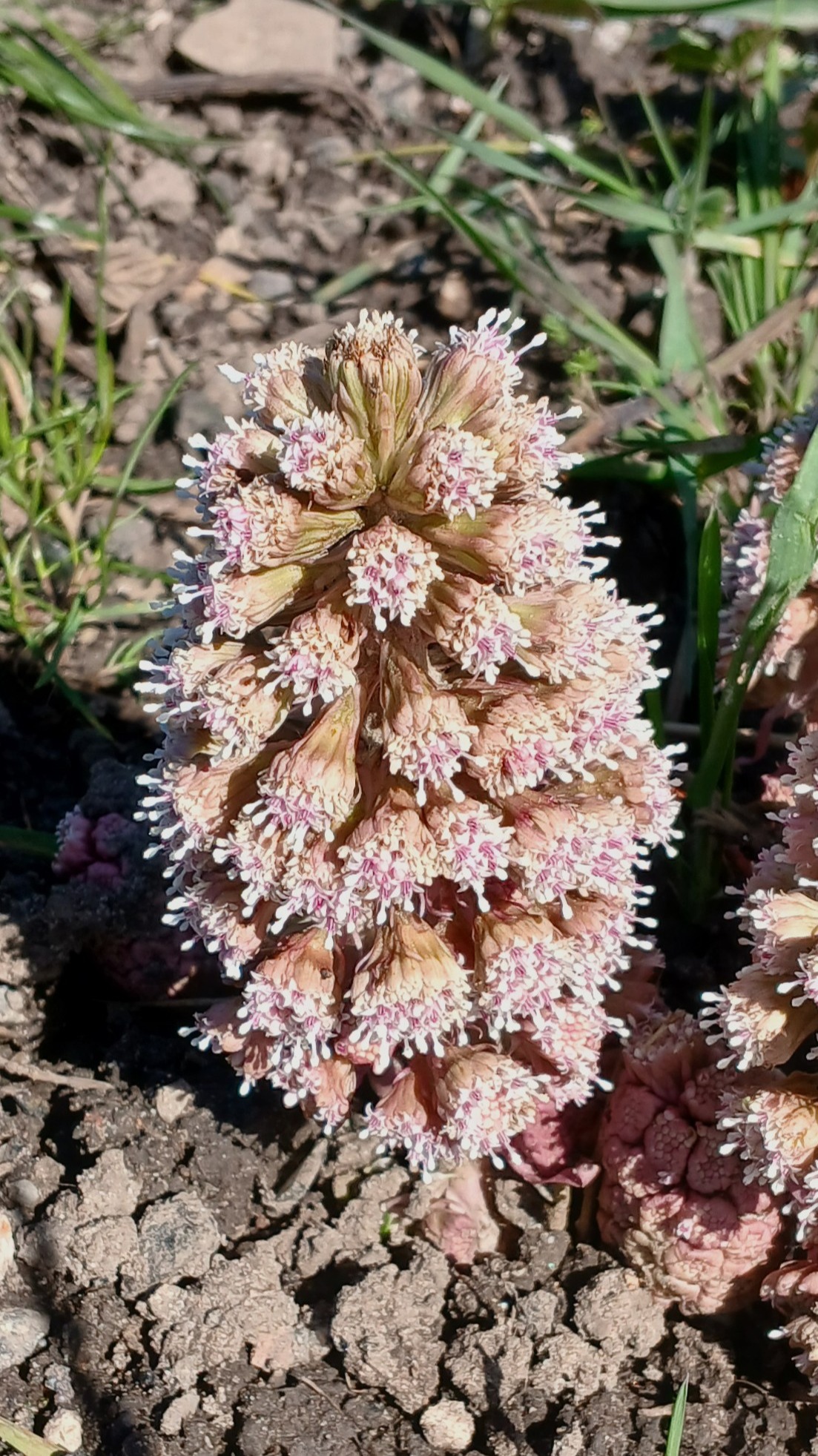 WFV, Silsden walk, 17.3.26