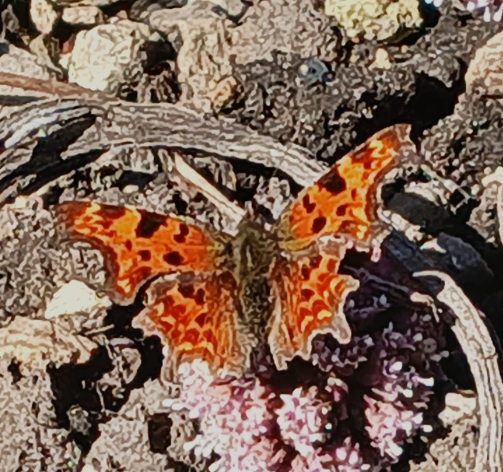 Orange and brown butterfly on a stoney background. Wings have darker markings and distinctly cut out edges.