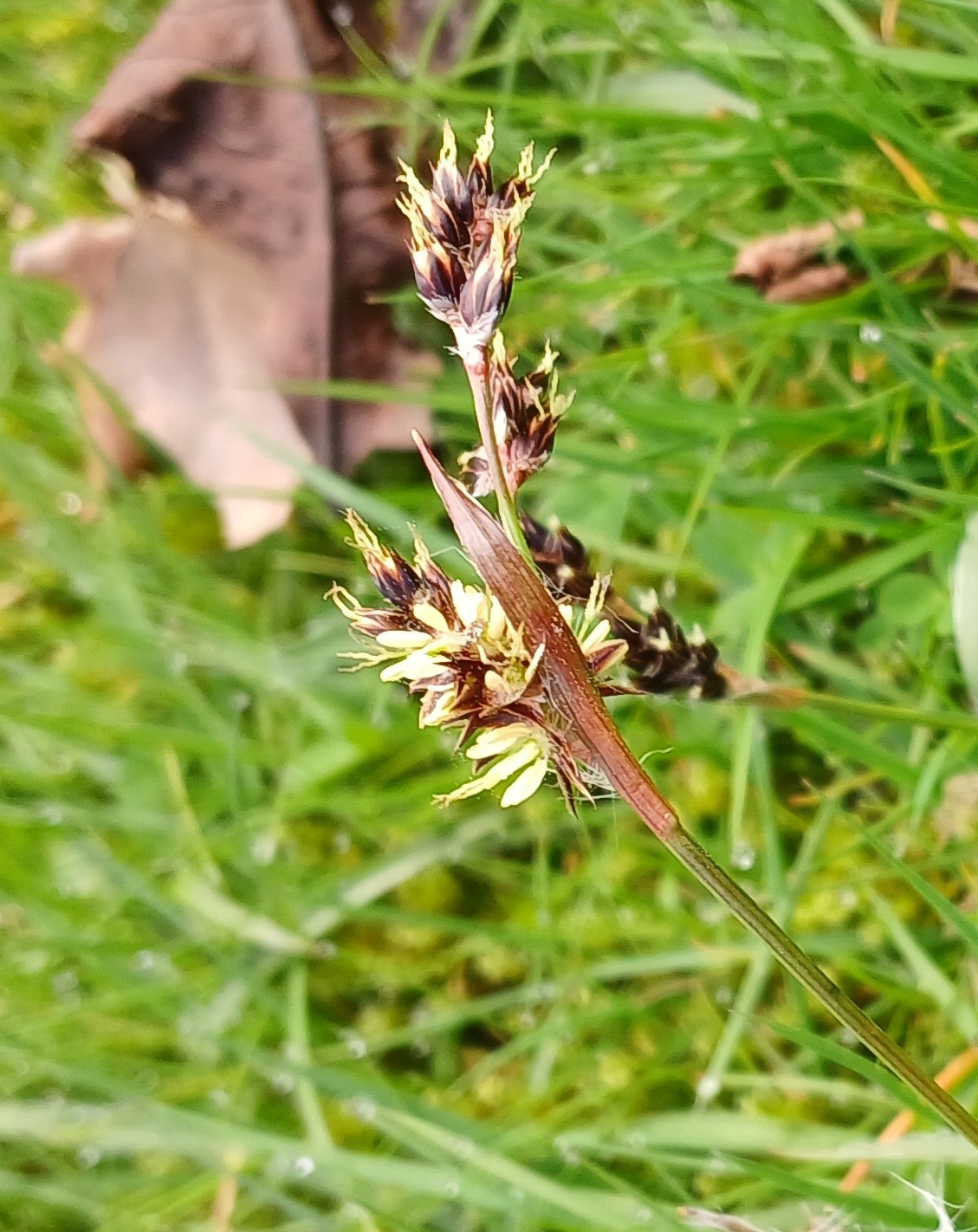 WFV, Devonshire Park, Keighley, 31.3.26