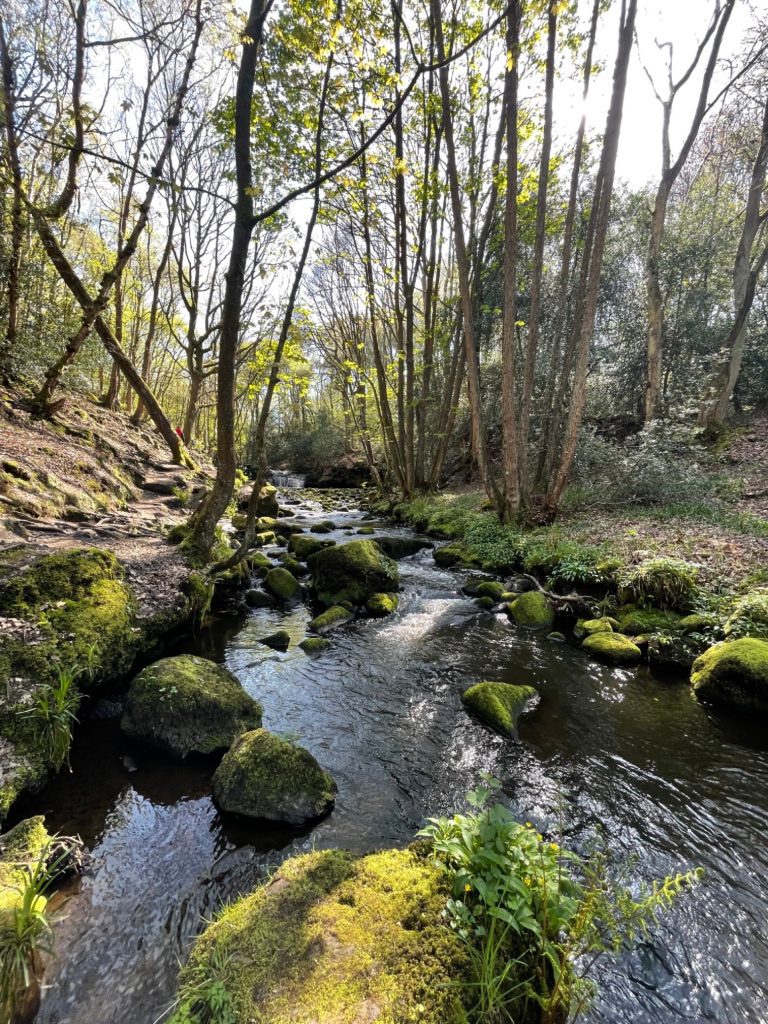 close up of stream with mossy rocks and surrounding trees