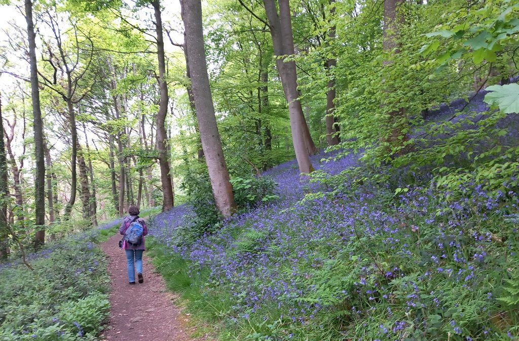 Person walking on a tree line path, surrounded by bluebells