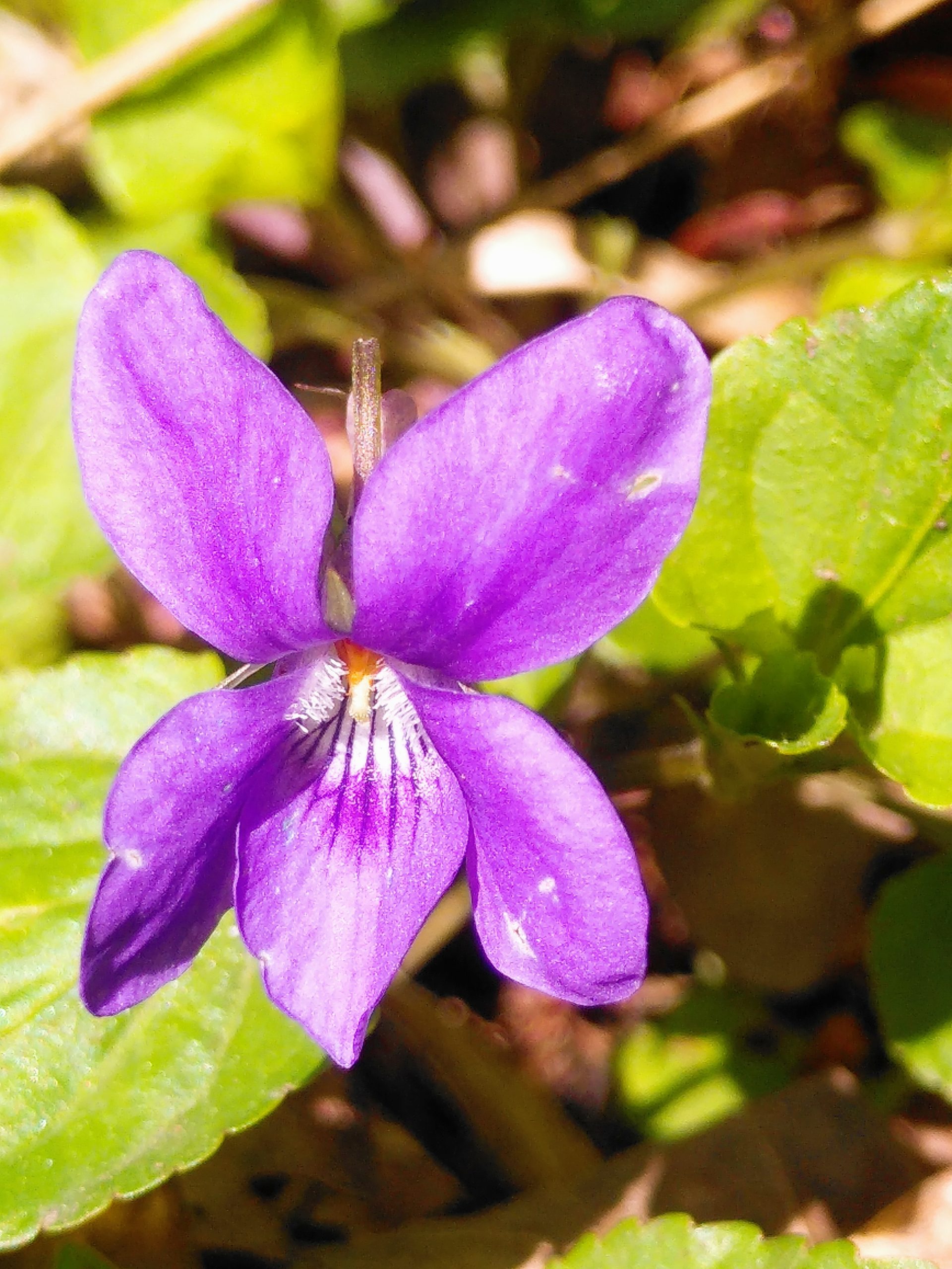 WFV,  Skipton Woods 21.4.26