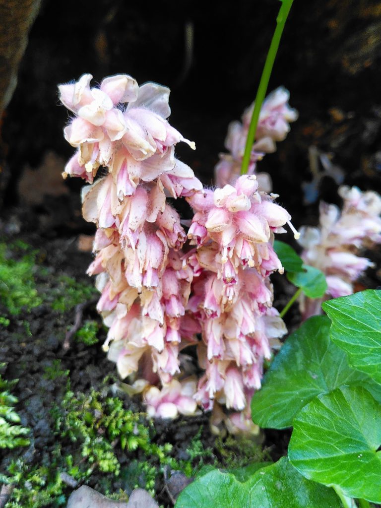 close up of a tall flower stem with delicate pink flowers