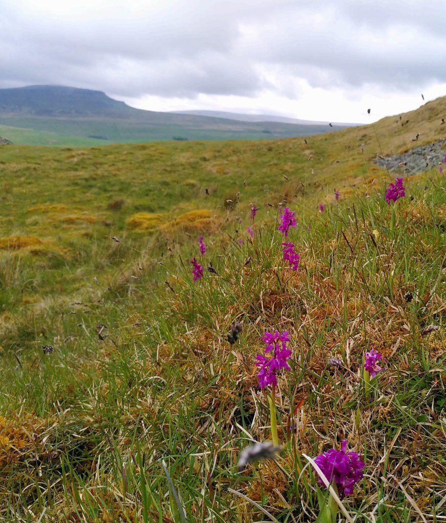 countryside image of hills and grass with purple orchids in the foreground