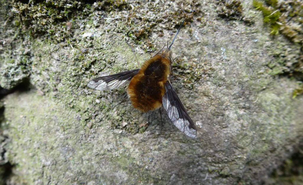 close up of a black fly sitting on a rock