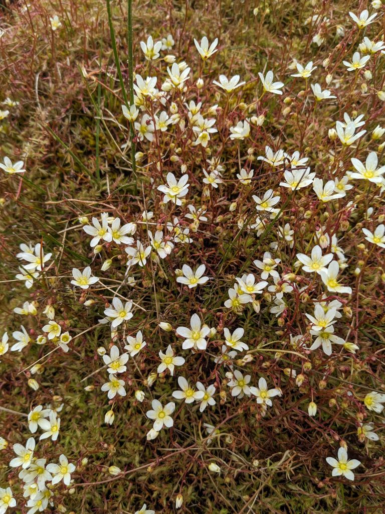 cluster of creamy white saxiflage flowers