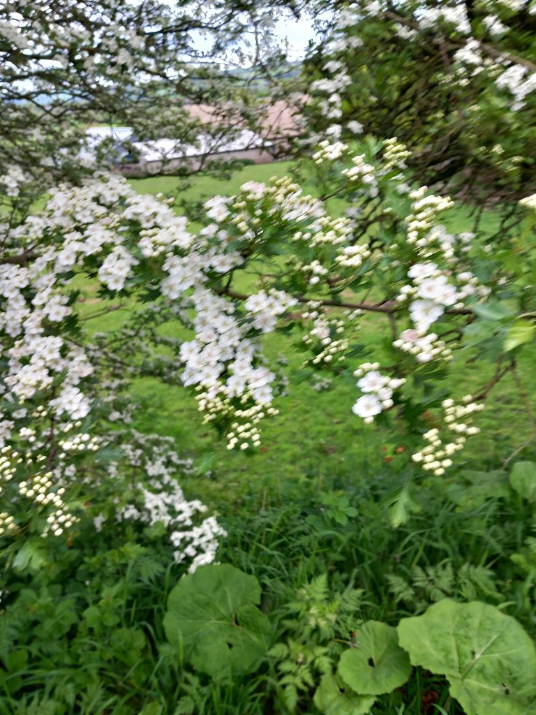 image of white blossom on the branch of a hawthorn tree