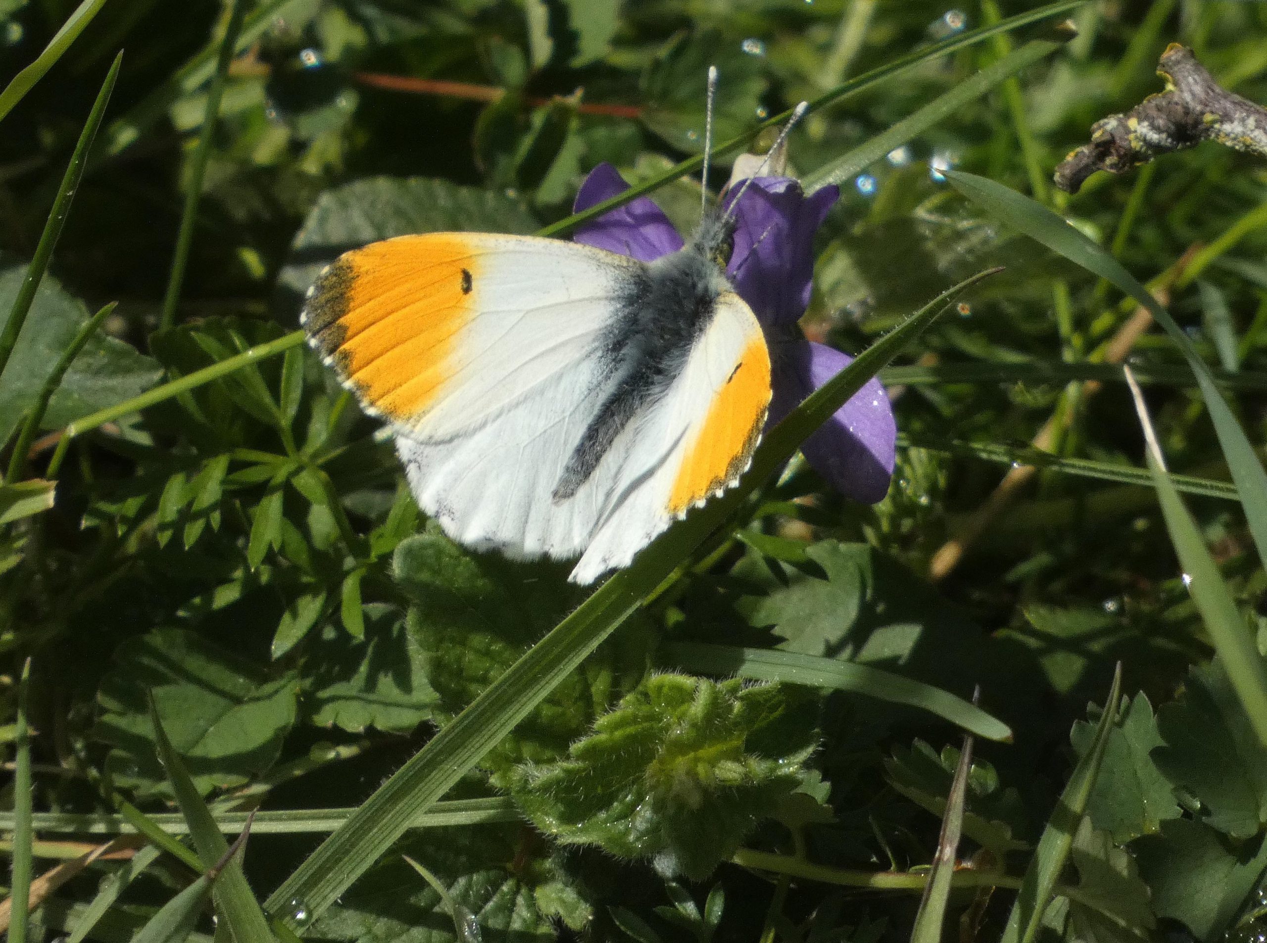 WFV, Wensleydale- Leyburn Old Glebe YWT, Barrowfield LNR, Newbiggin Pasture YWT, 12.5.26