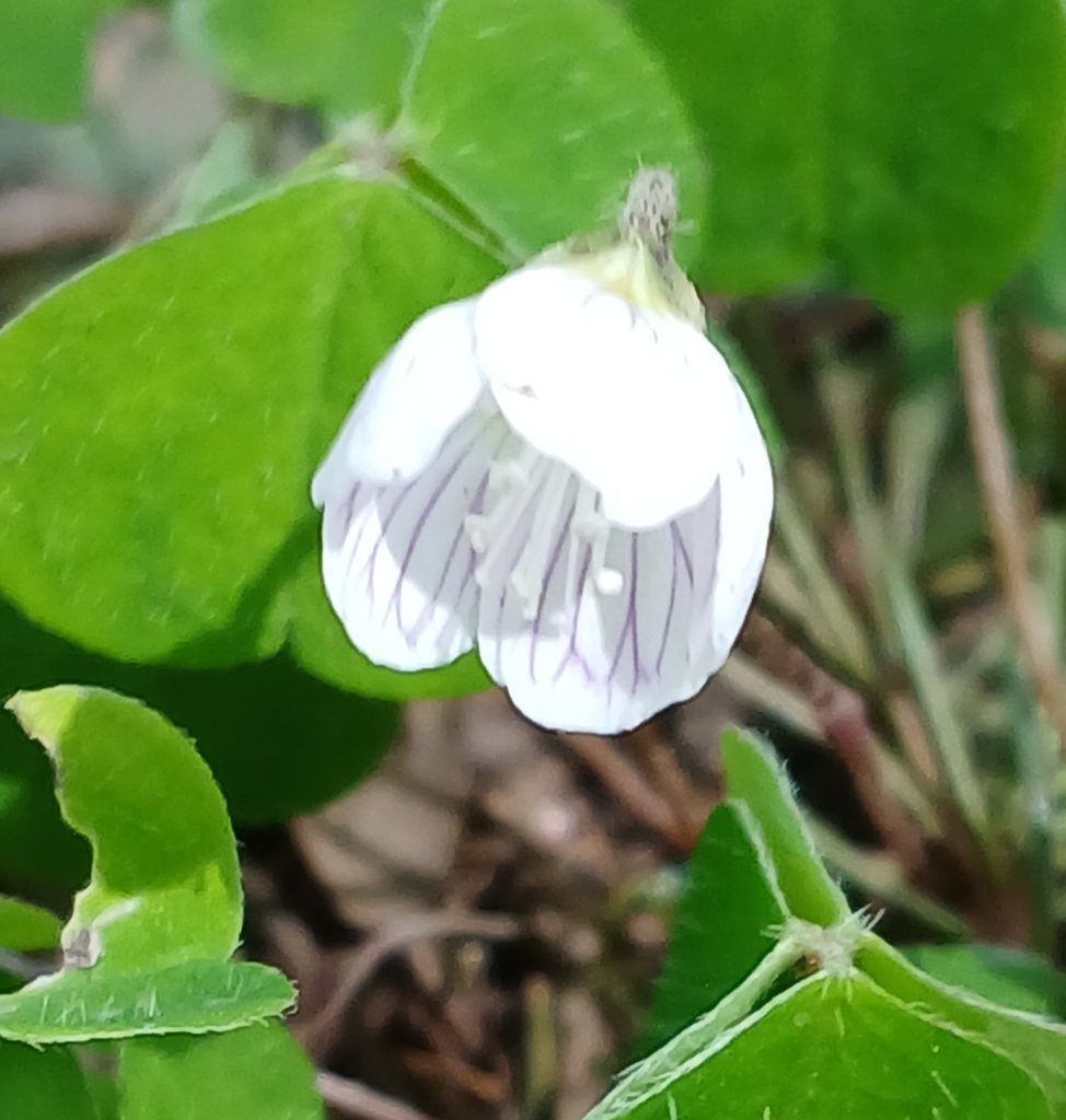 delicate white single flower with veins in inner petals.  3 lobes on leaves.  Wood sorrel