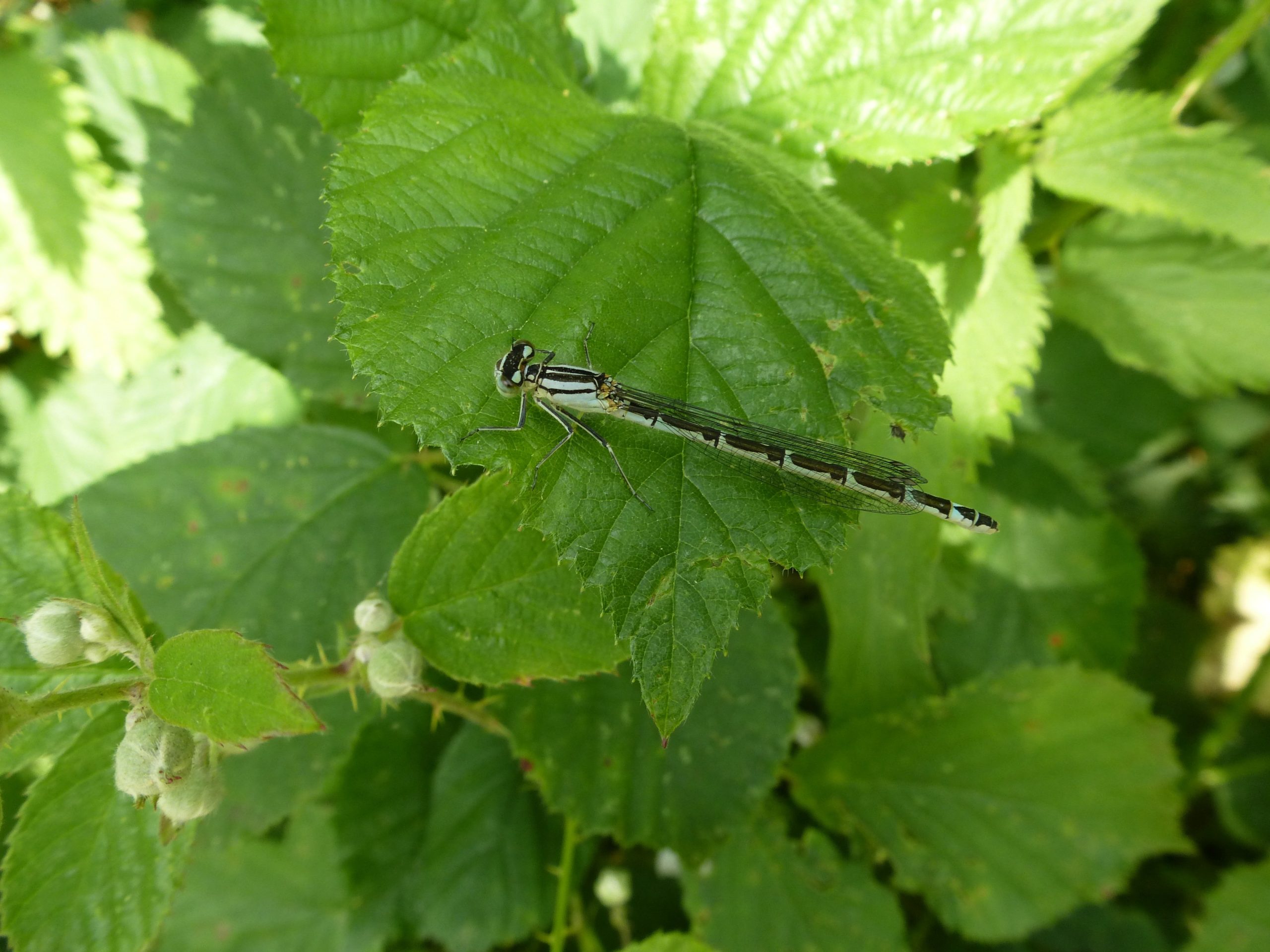 WFV, Brockholes Nature Reserve, 23.06.26