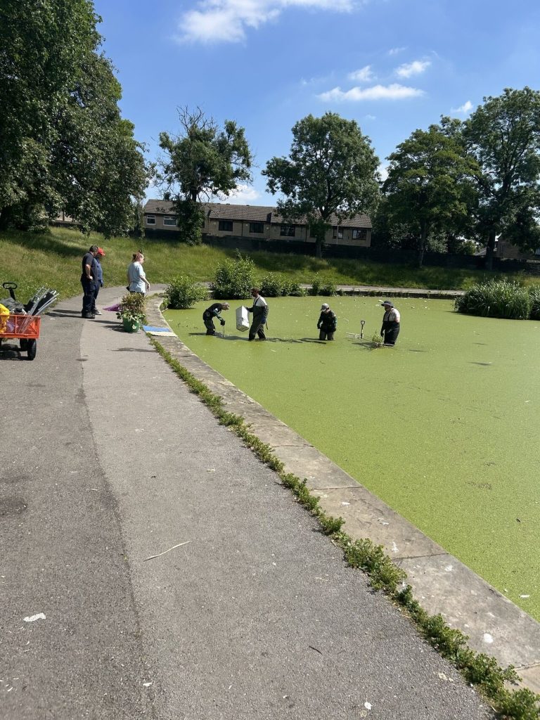 group of people in a very green pond of algae. they are cleaning it.