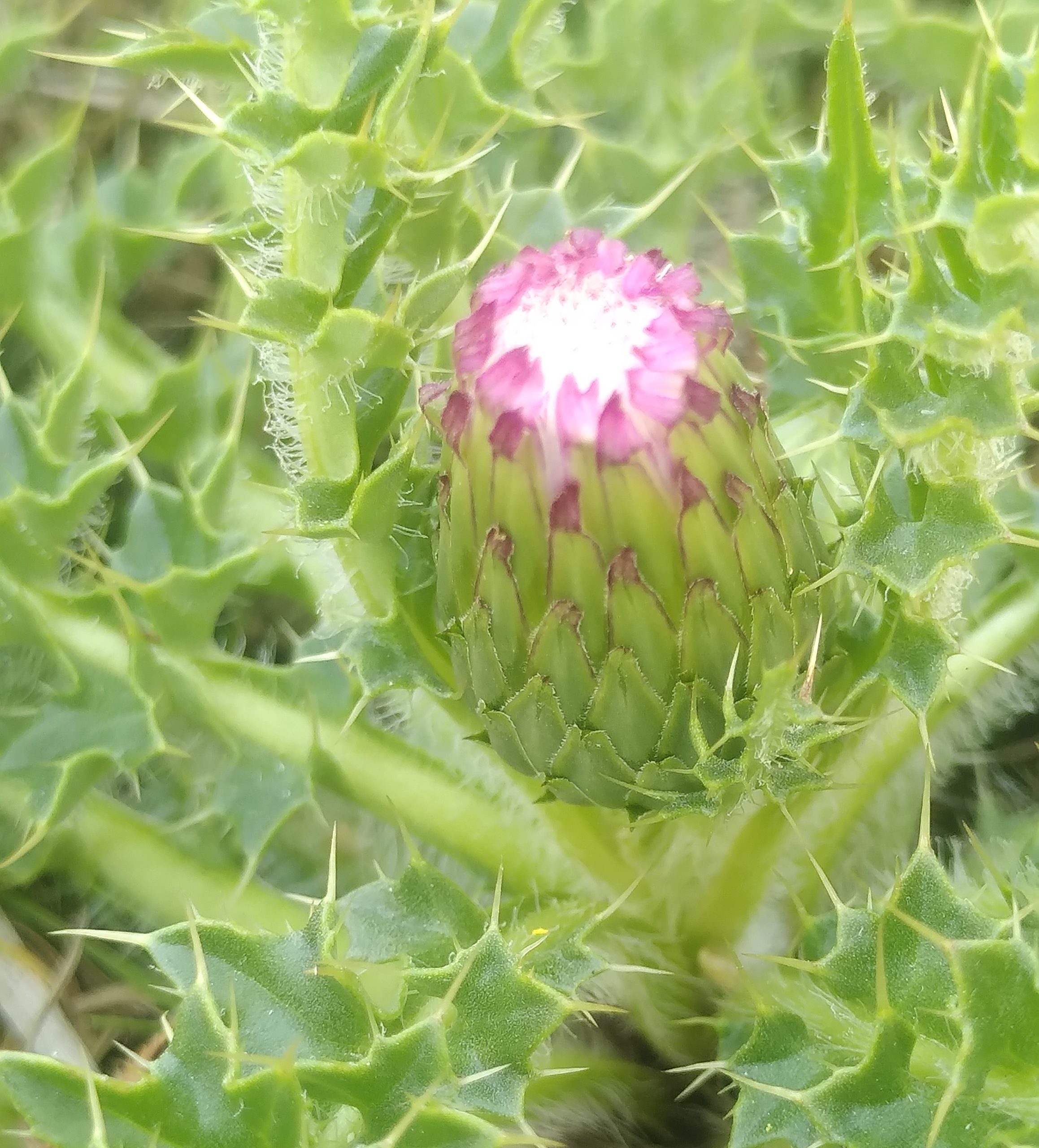 WFV, Kiplingcoates Chalk Pit Nature Reserve,14.7.26