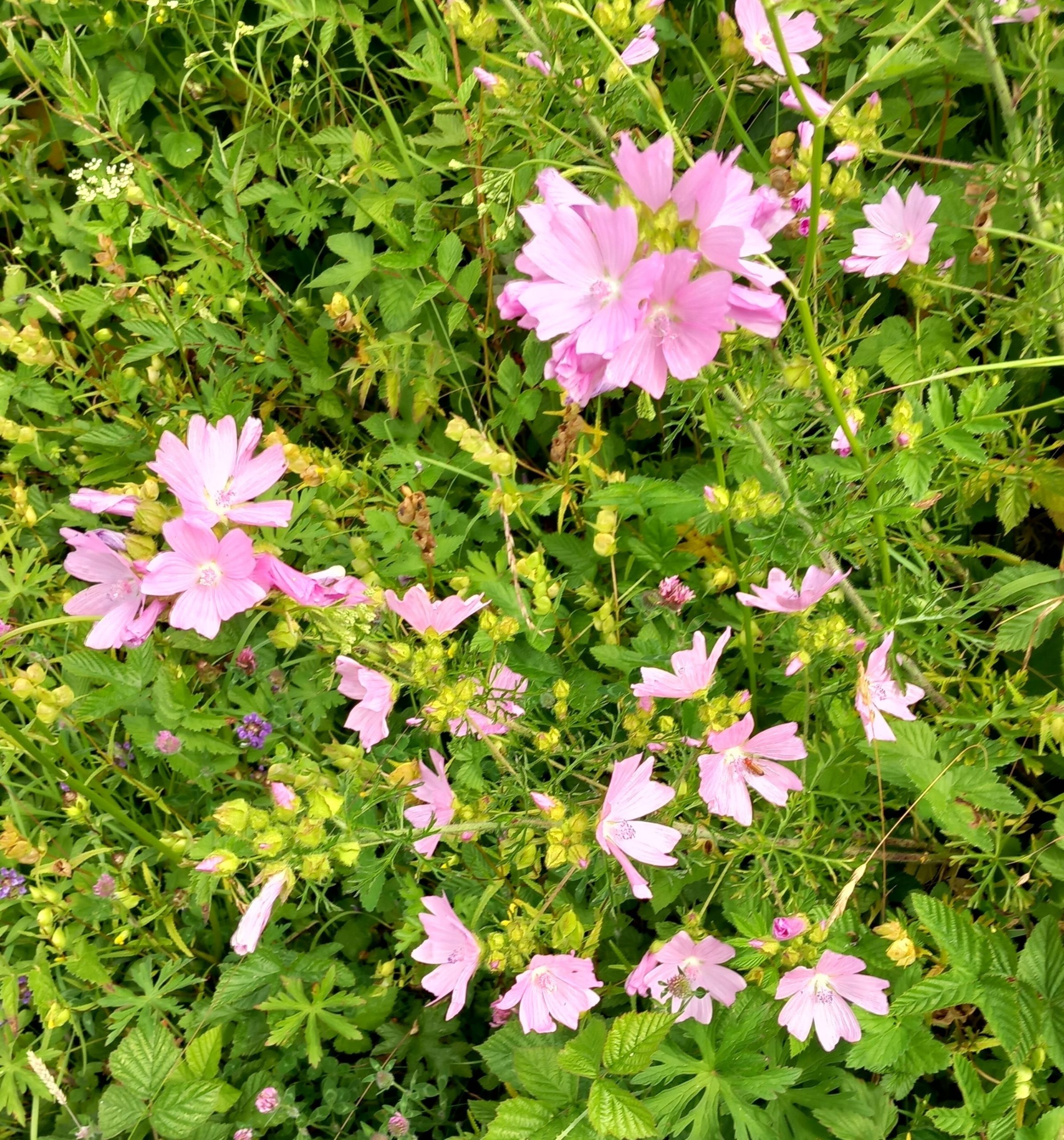 WFV, High Batts Nature Reserve, near Ripon, 30.06.26