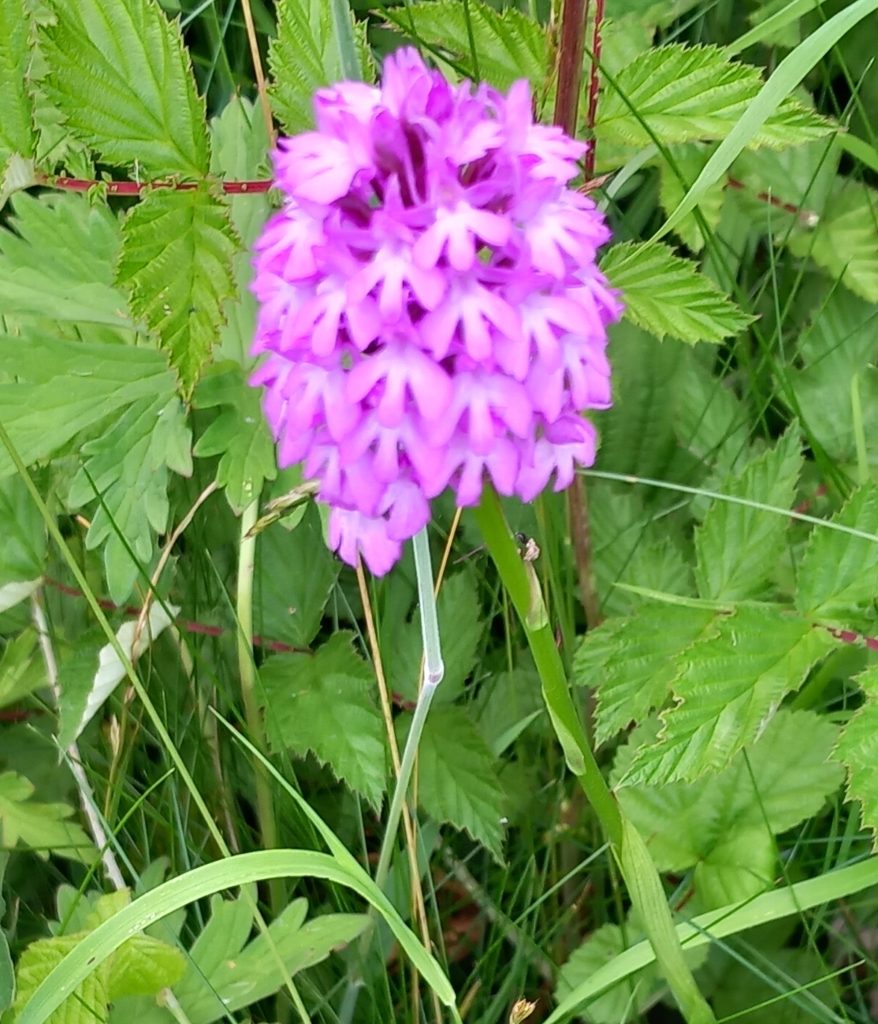 bright pyramid shaped flower with many flower heads surrounded by green leaves.